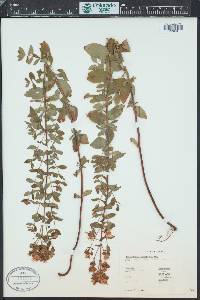 Hypericum maculatum image