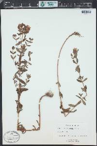 Hypericum maculatum image