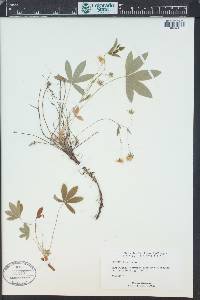 Potentilla alba image