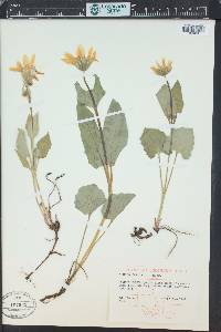 Arnica cordifolia image