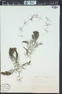 Ceratophyllum demersum image