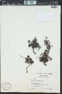 Globularia cordifolia image
