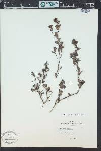 Globularia alypum image