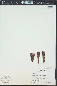 Cytinus ruber image