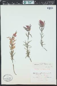 Castilleja integra image