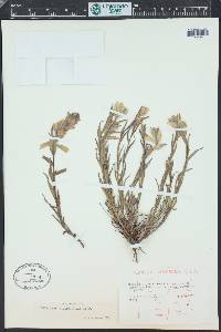 Castilleja occidentalis image