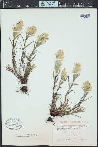 Castilleja occidentalis image