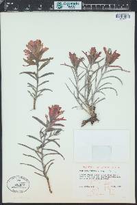 Castilleja integra image