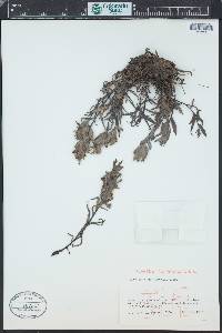 Castilleja occidentalis image