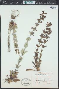 Penstemon cyananthus image