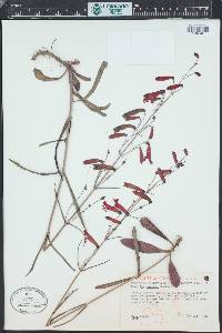 Penstemon barbatus image