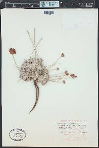 Eriogonum ovalifolium image