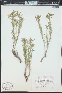 Oenothera serrulata image