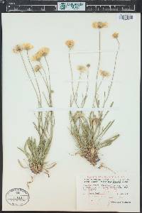 Tetraneuris acaulis image
