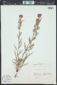 Castilleja angustifolia image