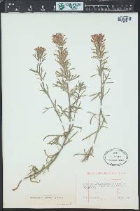 Castilleja angustifolia image