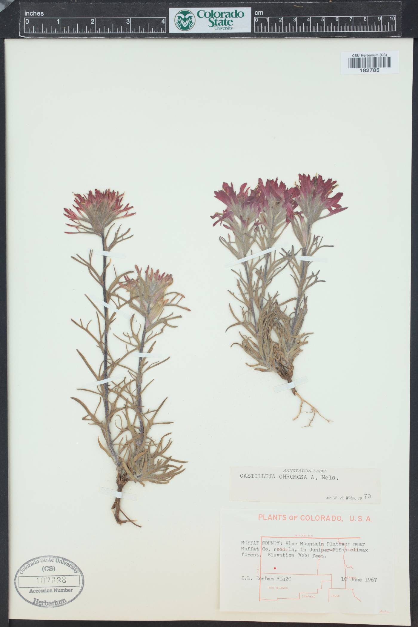 Castilleja angustifolia var. dubia image