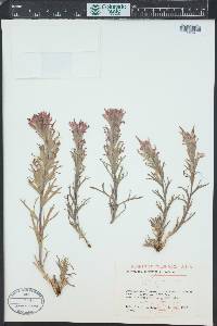 Castilleja angustifolia var. dubia image