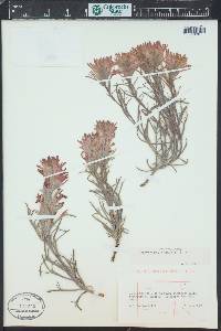Castilleja angustifolia image