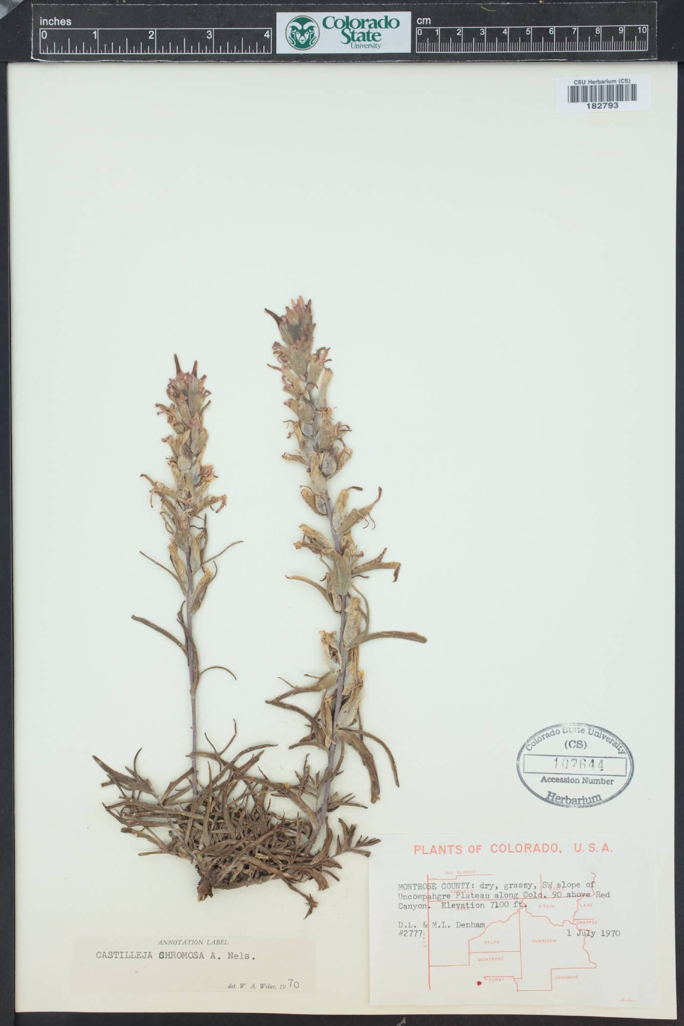 Castilleja angustifolia var. dubia image