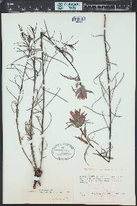 Castilleja linariifolia image