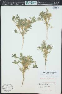 Lupinus pusillus image