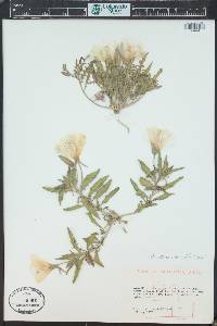 Oenothera albicaulis image