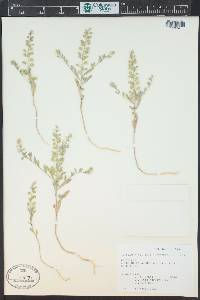 Alyssum simplex image