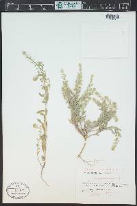 Alyssum simplex image