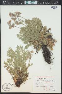 Geum triflorum image