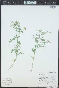 Vicia americana subsp. minor image