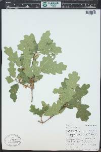 Quercus gambelii image