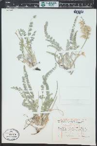 Astragalus mollissimus image