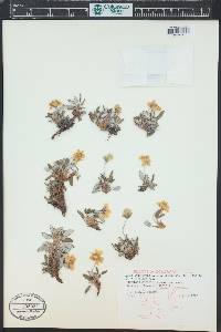 Dryas hookeriana image
