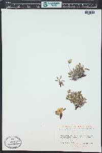 Dryas hookeriana image