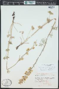 Delphinium carolinianum subsp. virescens image