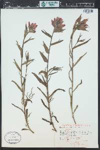 Castilleja rhexiifolia image