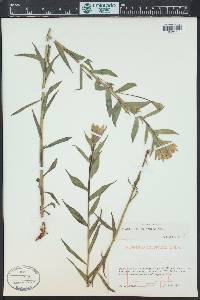 Castilleja sulphurea image