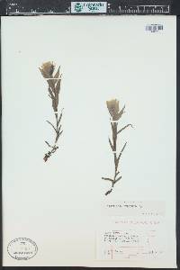 Castilleja sulphurea image