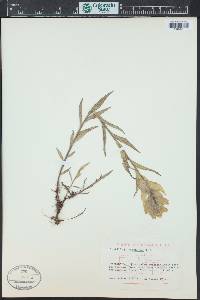 Castilleja sulphurea image