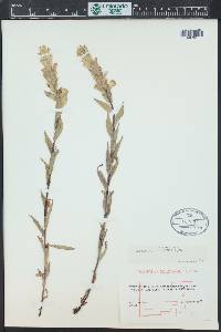 Castilleja sulphurea image