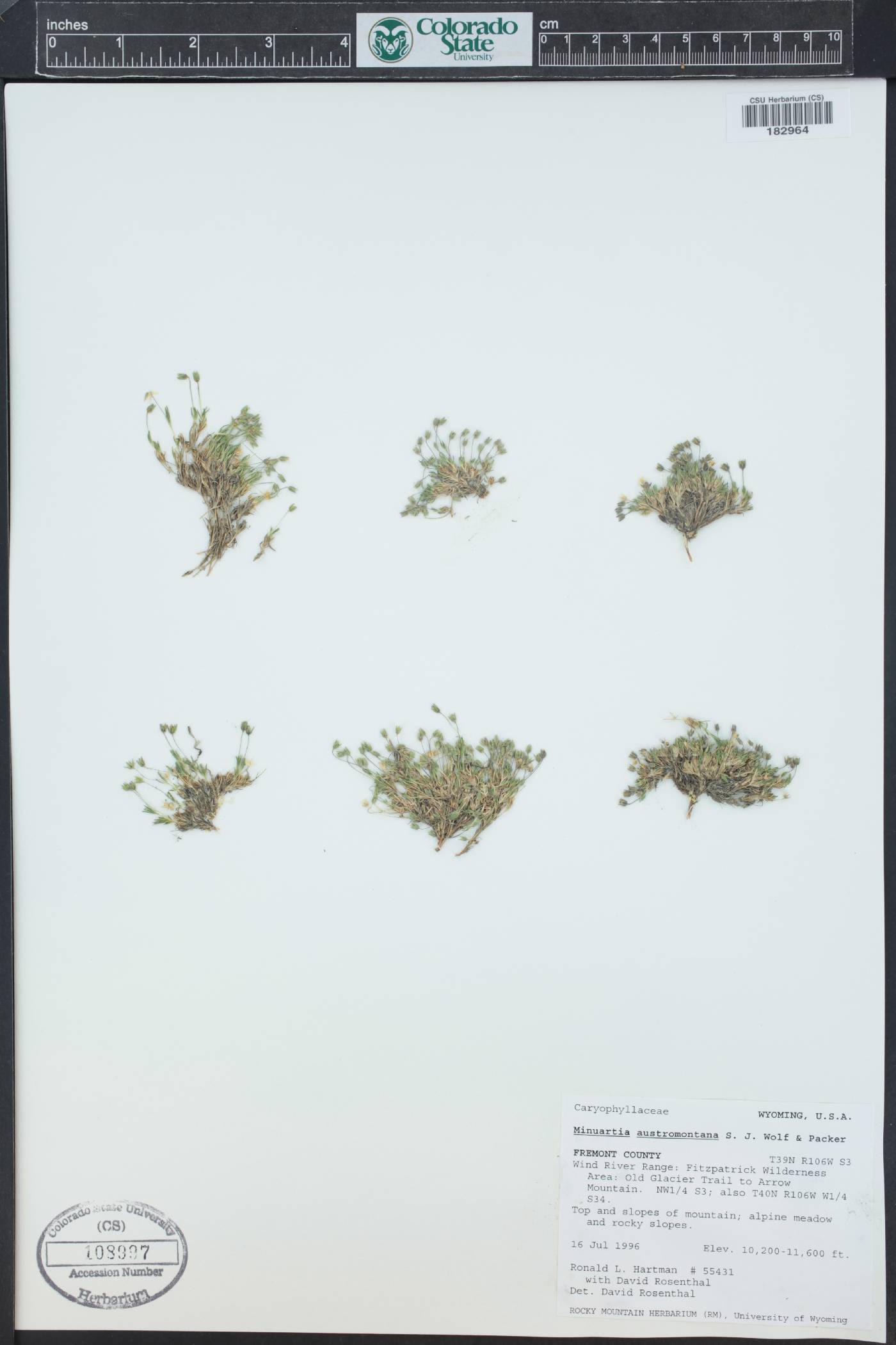 Sabulina austromontana image