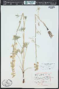 Delphinium carolinianum subsp. virescens image