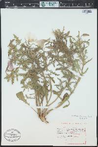 Oenothera albicaulis image