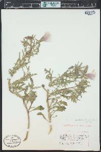 Oenothera albicaulis image