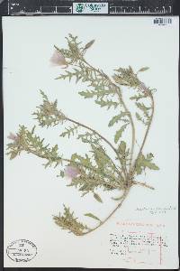 Oenothera albicaulis image