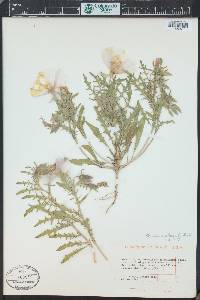 Oenothera albicaulis image