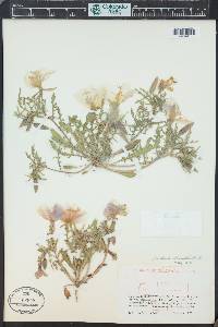 Oenothera albicaulis image