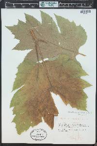 Heracleum maximum image