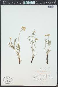 Pseudocymopterus montanus image